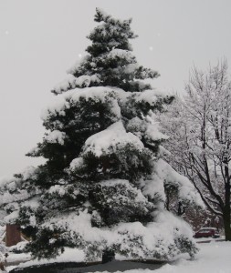 Snow is putting stress on Evergreen tree in the KC area.