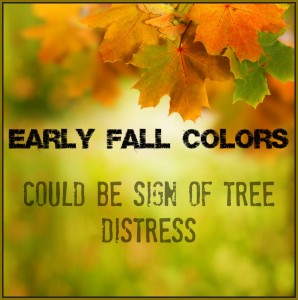 Fall Trees Kansas City Care