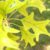 Iron Chlorosis Pin oak