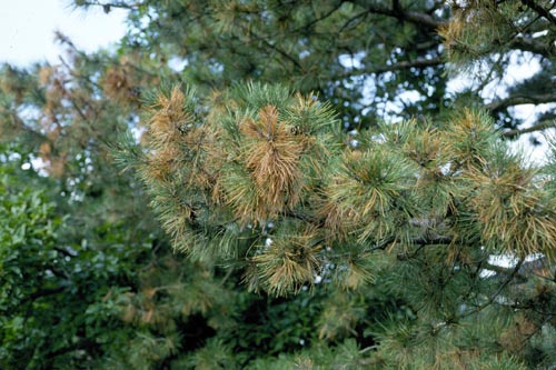 Austrian Pine with Pine Blight Picture