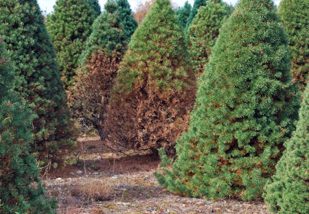 Scots Pine with Pine Wilt Picture