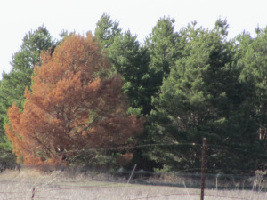 Scots Pine with Pine Wilt Picture