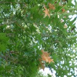 Kansas City Arborist Kermes Oak Scale Symptoms 