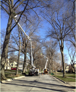 The city of Mission Hills grants KC Arborist a tree care contract.