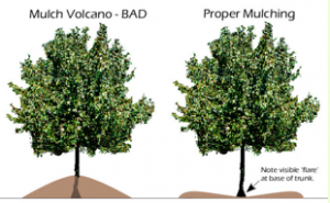 Examples of proper tree mulching techniques.