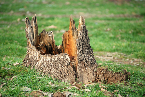 Removing Tree Stump