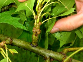 Avoid damage to your trees, such as Kermes Oak Scale, by dormant pruning.
