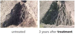 cambistat can increase tree root density