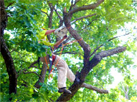 Tree Climber Trimming Tree by KC Arborists