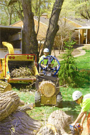 Kansas City tree removal