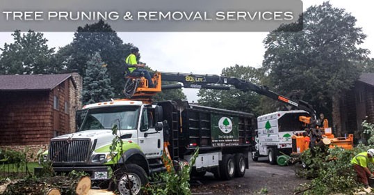 kansas city tree removal pruning service company
