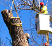 Professional Tree Removal Services in Kansas City