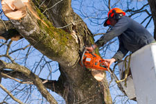 Brookside area tree trimming and tree care services