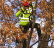 Professional Tree Trimming & Pruning Services in Kansas City